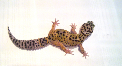 Эублефар пятнистый L (леопардовый геккон)